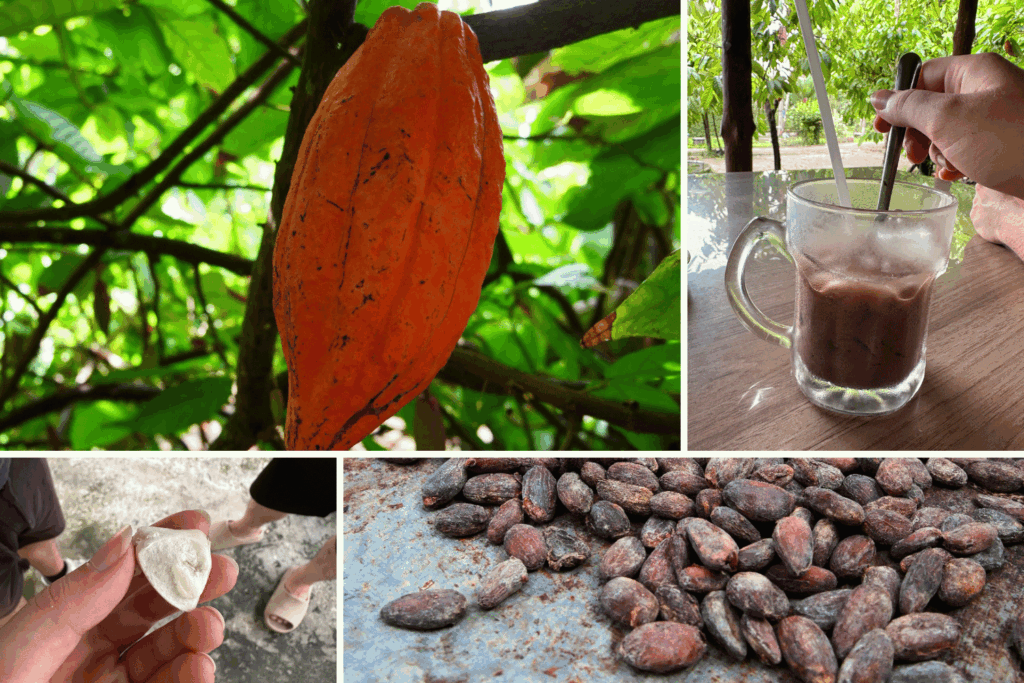 ferme de cacao dans le Delta du Mékong