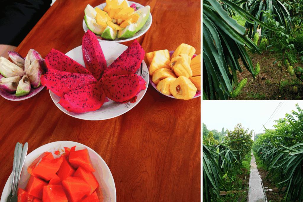 ferme d'arbres fruitiers et assiette de fruits asiatiques: fruit du dragon, papaye, fruit du jaquier...